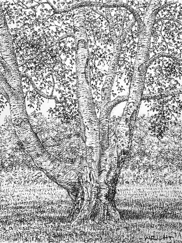 Silver Birch, Autumn